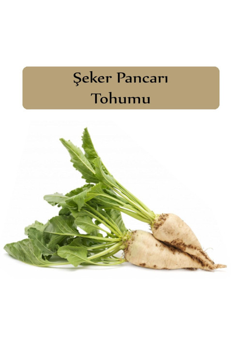 Şeker Pancarı Tohumu 1 Paket Pancar Tohumu Kapalı Paket Yüksek Verimli Tohum