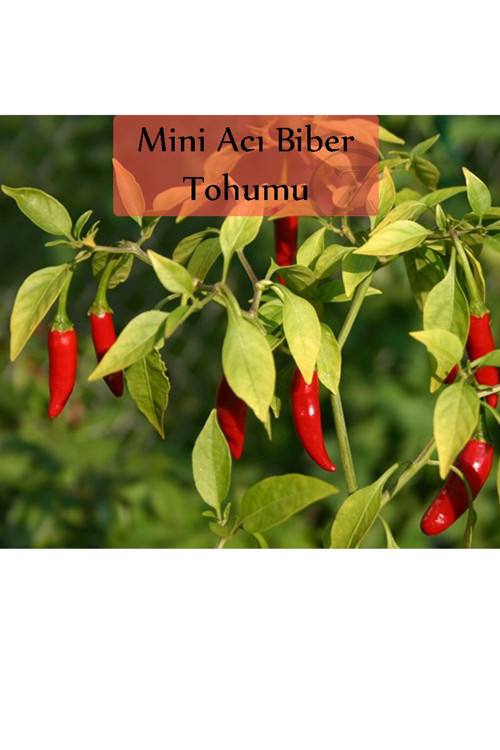 Acı Biber Tohumu 10 Gr (1000+ Adet) Cin Biberi Tohumu Yukarı Bakan