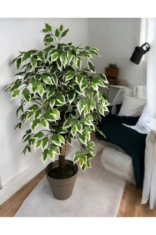 100 Cm Ficus Ağacı Yalı Saksılı