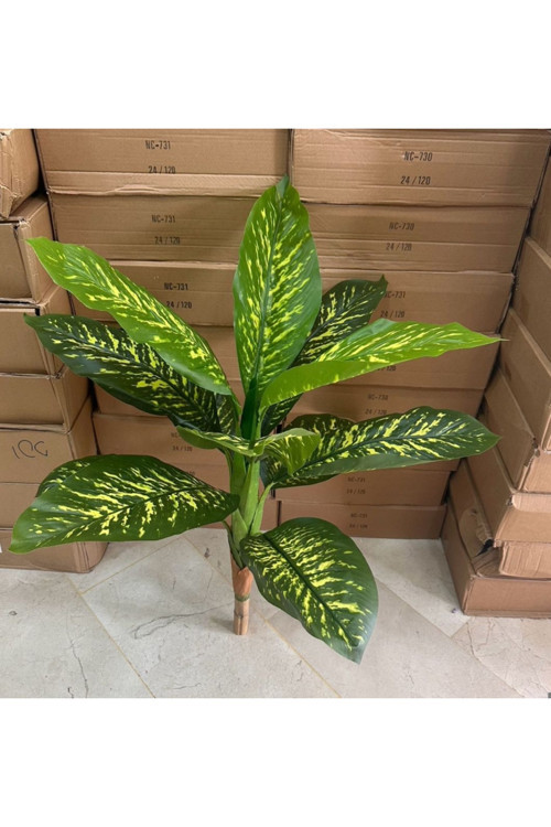 100 Cm Difenbahya Ağacı Saksisiz