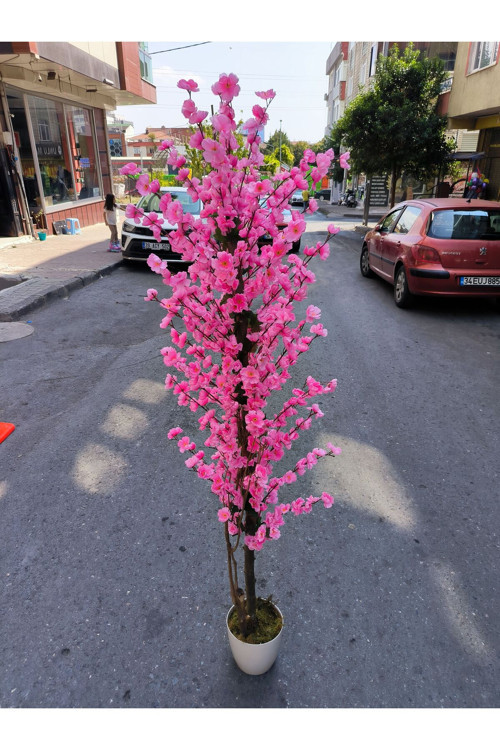 175 Cm Beyaz Saksida Pembe Bahardali Ağacı