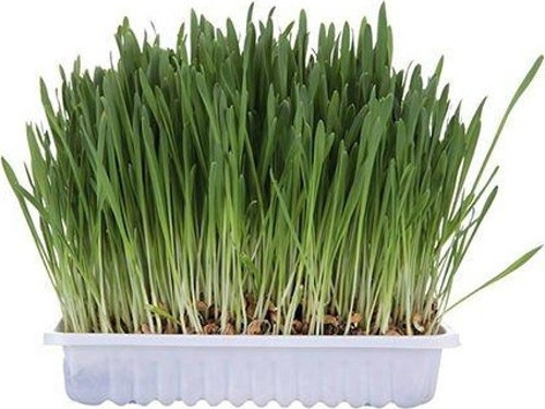 Kedi Çimi, 100 gr