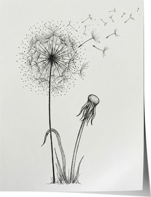 Poster Karahindiba Çiçeği Siyah Beyaz Çizim Salon Dekoru