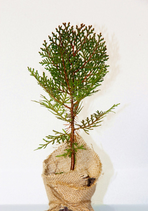 NİKAH ÇAMI 20 ADET - ÖZEL GÜN FİDANI (Thuja Orientalis)