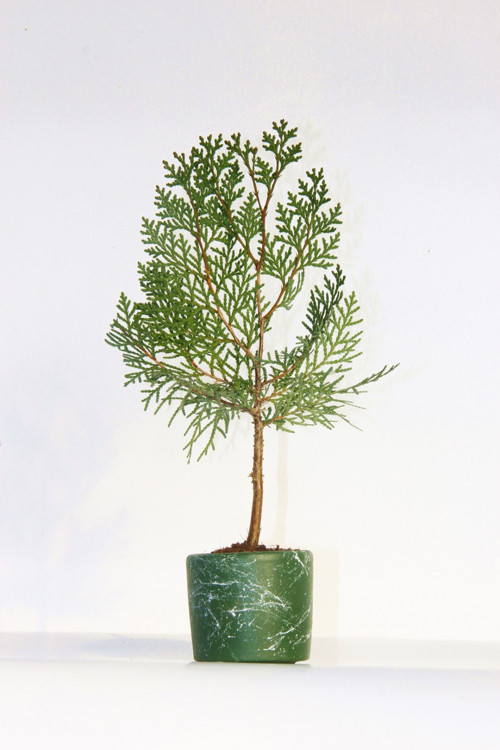BONSAİ THUJA ORİENTALİS - HEDİYELİK BONSAİ (Yeşil Saksı)