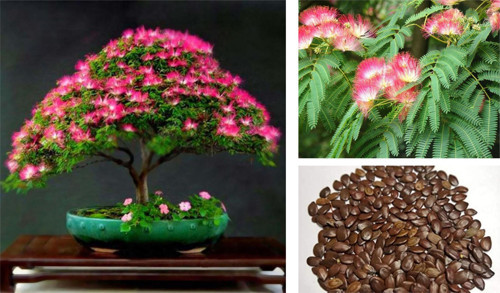 GÜLİBRİŞİM AĞACI TOHUMU 10 ADET ( BONSAİ TÜRÜ )