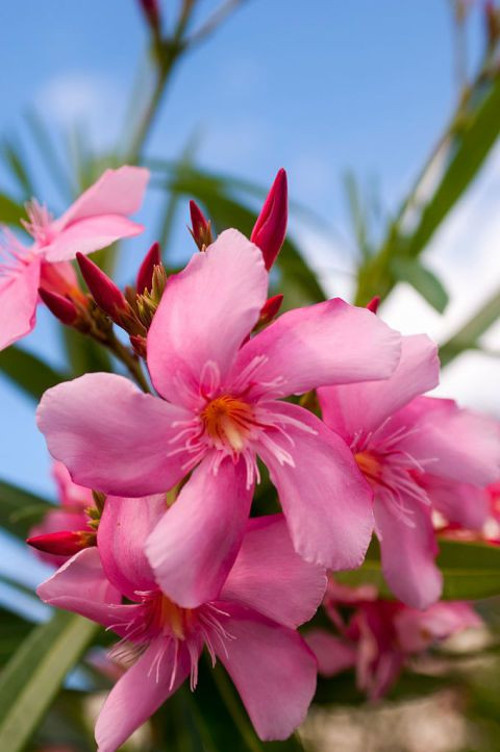 ZAKKUM ÇİÇEĞİ 3 ADET - Nerium Oleander Dış Mekan Çiçeği