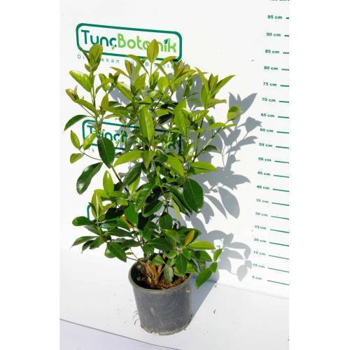 KARTOPU LUCİDUM - 1 METRE ÇİT BİTKİSİ