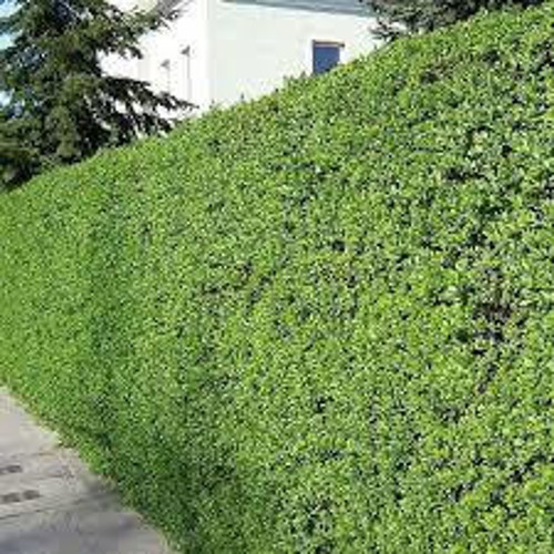 LİGUSTRUM KURTBAĞRI 100 ADET - ÇİT BİTKİSİ