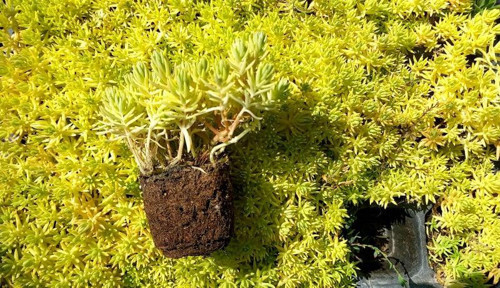 SARI SEDUM 180 ADET - YER ÖRTÜCÜ ÇOK YILLIK BİTKİ