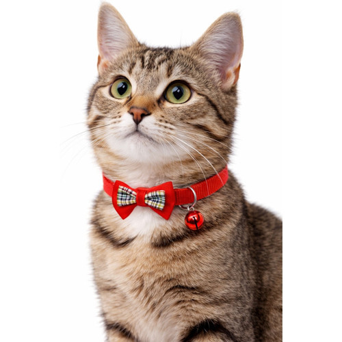 Papyonlu Kedi Boyun Tasması 19X1 cm