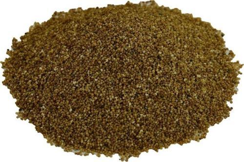 Doğal Saf Sarı Haşhaş Tohumu Tane Sarı Haşhaş Tohum 100 gr Paket