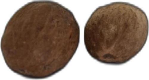 Doğal Muskat Hint Cevizi Küçük Hindistan Cevizi 10  gr Paket