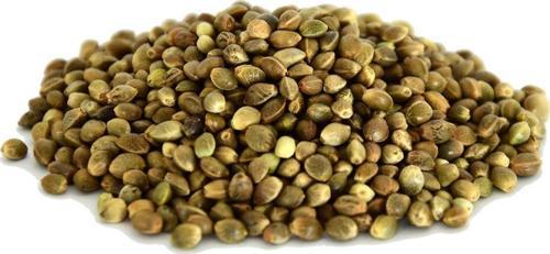 Doğal Tane Kenevir Tohumu 1.Kalite Kendir Tohum Tane 100 gr