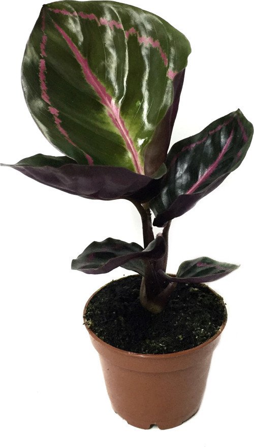 Calathea Roseopicta 'Dottie' (Dua Çiçeği)