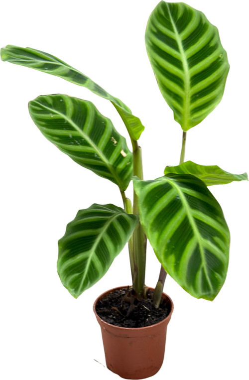 Calathea Zebrina (Dua Çiçeği)