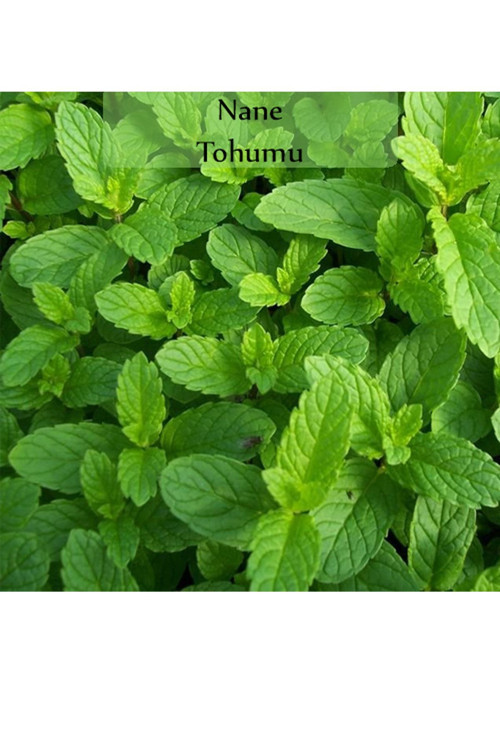 Nane Tohumu 1 Paket (0,02GR) Ekmeye Uygun Verimi Yüksek Paket Tohum Nane Bitkisi Tohumu