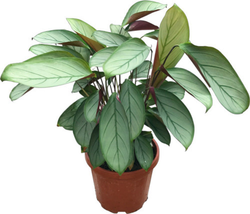 Ctenanthe Setosa 'Silver Star' (Dua Çiçeği)