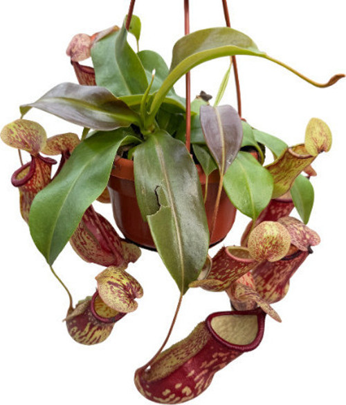 Nepenthes 'Gaya' (Su İbriği Bitkisi)