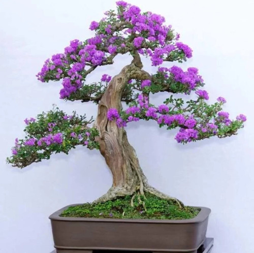Mavi Çiçekli Bonsai Yapılabilir Jacaranda Ağaç Tohumu +Çimlendirme Seti