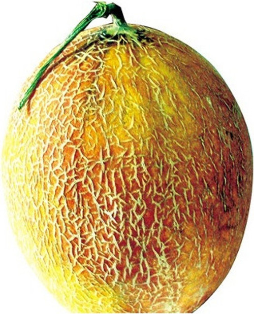 Ananas Bal Kavun Tohumu 5+ Tohum
