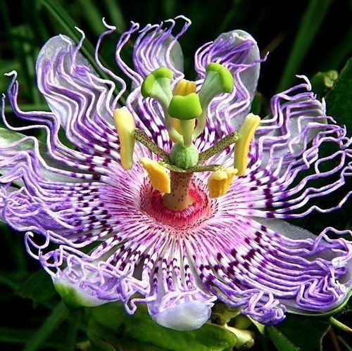 Dev Passiflora Çarkıfelek Çiçeği Tohumu(5 Tohum)