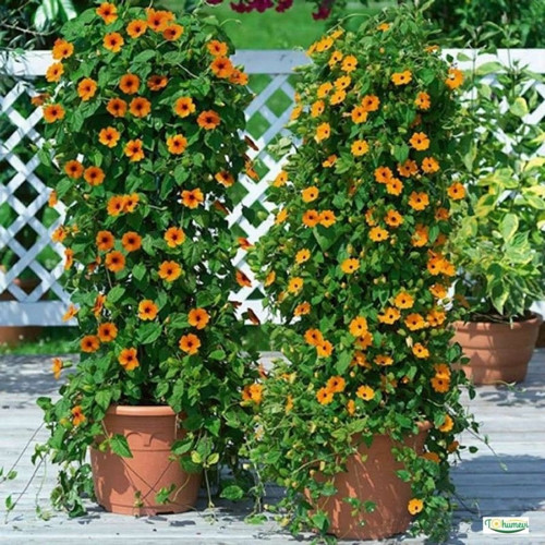 Thunbergia Çiçek Tohumu