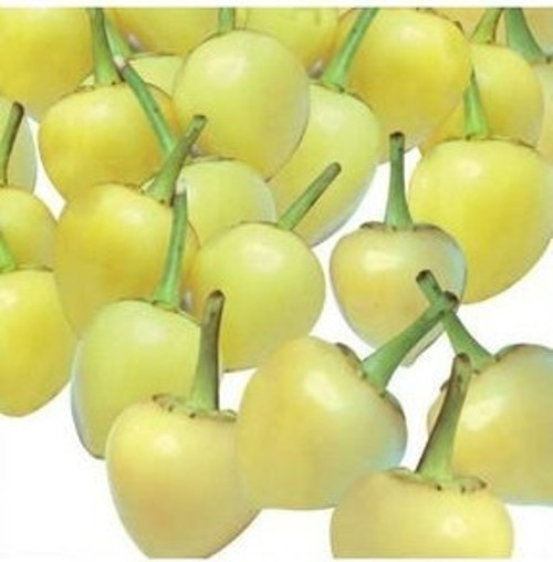 Biberiye Biber Tohumu Fındık Biber Tohumu Misket Biber Tohumu Yetiştirme Kiti