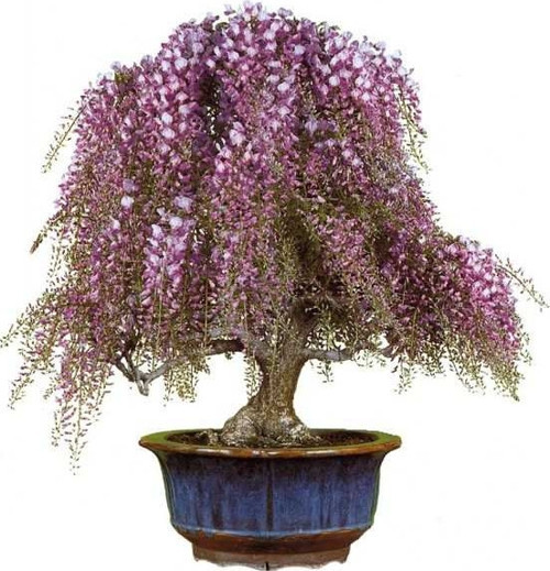 Bonsai Yapılabilir Tatar Alev Ağacı + Saksı + Toprak Seti