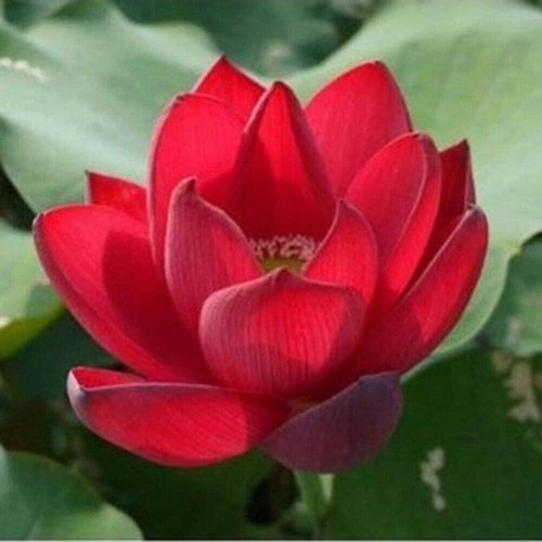 Sahbül Store 5 Adet Kırmızı Lotus Çiçeği Tohumu Organik Su Çiçeği Tohumu Hediye Tohumludur