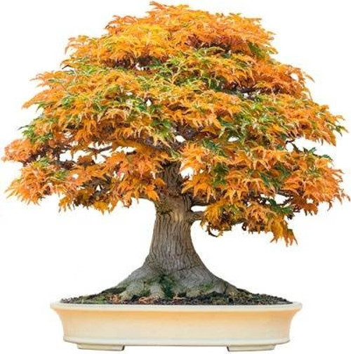 Trident Maple Bonsai Yapılabilir Ağaç Tohumu + Toprak + Saksı Seti