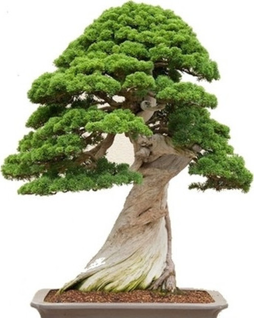 Tapınak Ağacı Bonsai Yapılabilir Ağaç Tohumu Toprak + Saksı Seti