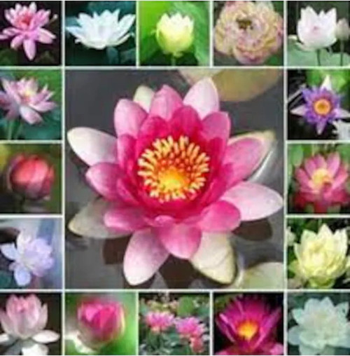 Sahbül Store 20 Adet Tohum Organik Hasat Karışık Lotus Çiçeği Tohumu Nilüfer Su Çiçeği Tohumu