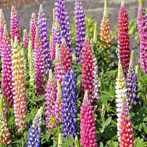 Lupin Acı Bakla Çiçeği