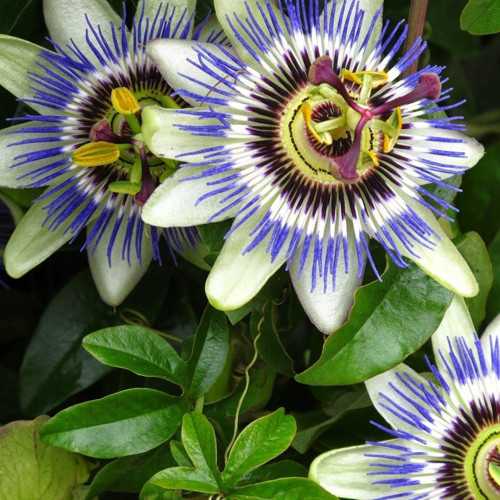 Passiflora Dev Çarkıfelek Çiçeği Tohumu ( 5 Adet)