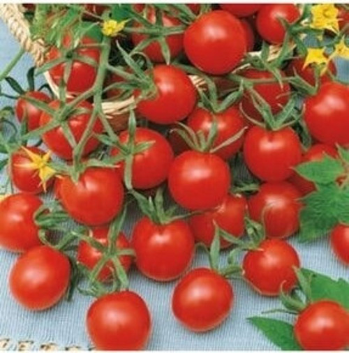 Çeri Domates Tohumu, 50 Adet Tohum