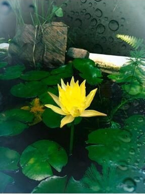 Sarı Lotus Çiçeği Tohumu Nilüfer Çiçeği Tohumu 3 Adet Tohum