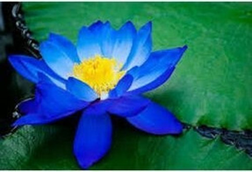 Mavi Lotus Çiçeği Tohum Nilüfer Çiçeği Tohumu Mavi Lotus Tohumu 4 Adet Tohum
