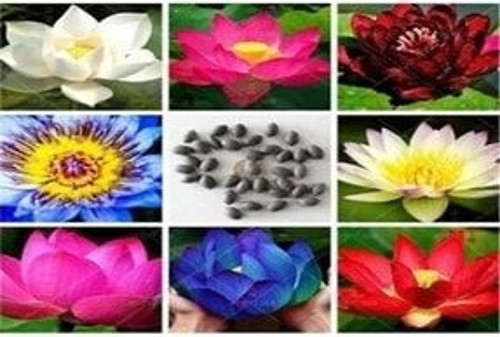 Lotus Çiçeği Tohum Nilüfer Çiçeği Tohumu 20 Adet Tohum