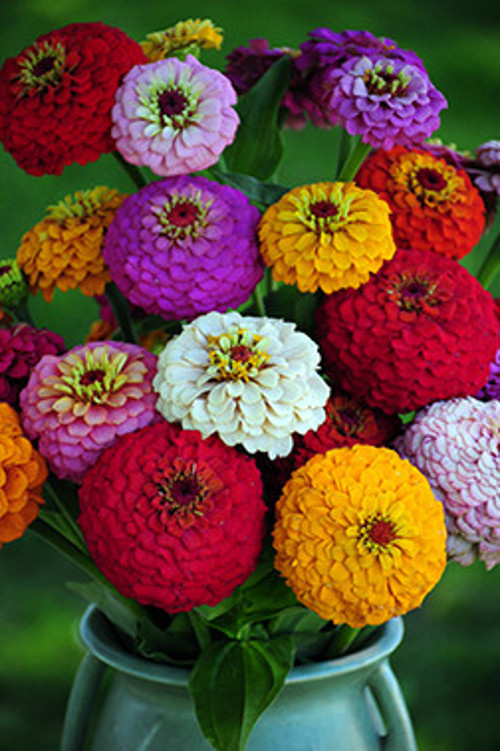 30 Adet Rengarenk Zinnia Çiçeği Tohumu