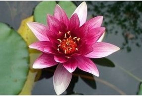 Lotus Çiçeği Tohum Nilüfer Çiçeği Tohumu 25 Adet Tohum