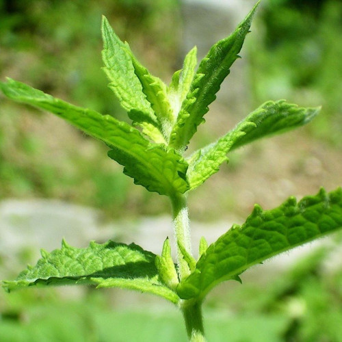 Spearmint Nane Tohum 200 Tohum