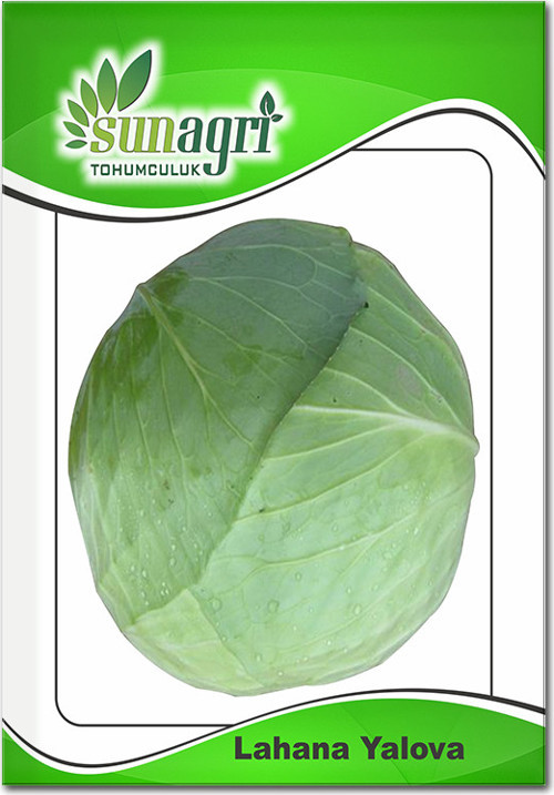 Yalova Lahana Tohumu