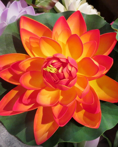 Turuncu Lotus Çiçeği Tohumu Lotus Tohumu Nilüfer Çiçeği