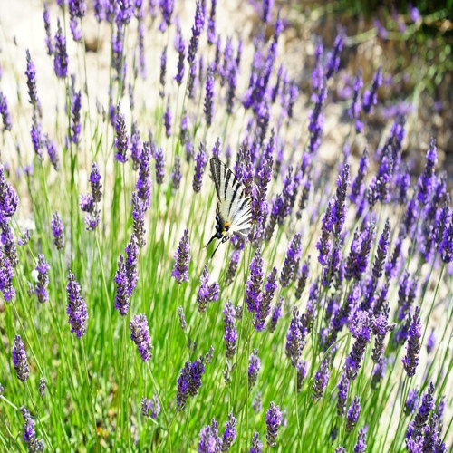 Tacirdepoticaret Lavanta English Lavender Çiçeği Tohumu -90 Tohum
