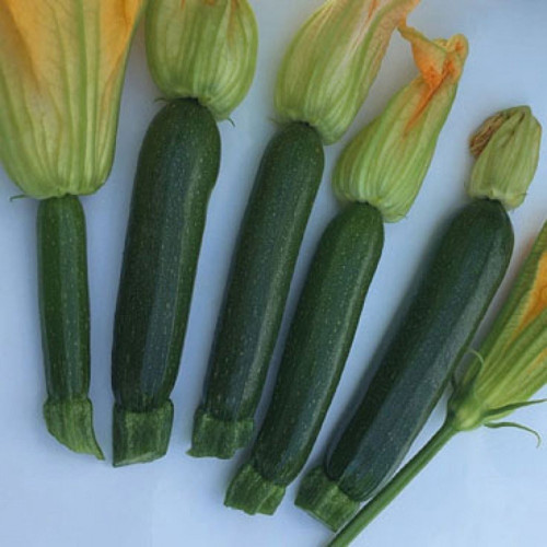 Doğal Siyah Sofralık Kızartmalık Kabak Tohum 20 Tohum