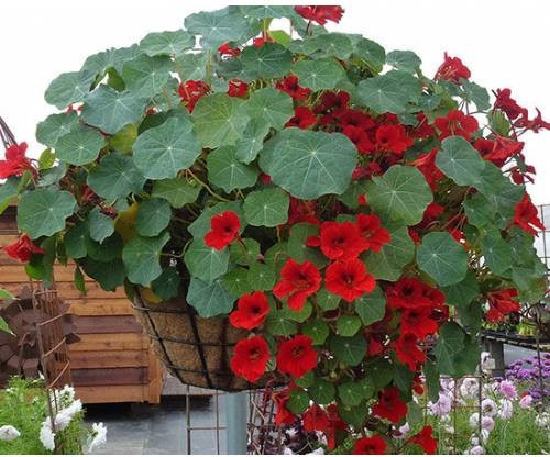 Laden Çiçeği Tohumu 15 Adet + Saksı + Torf
