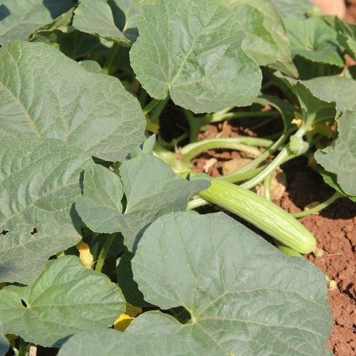 Uzun Anadolu 106 Acur Tohum100 Tohum