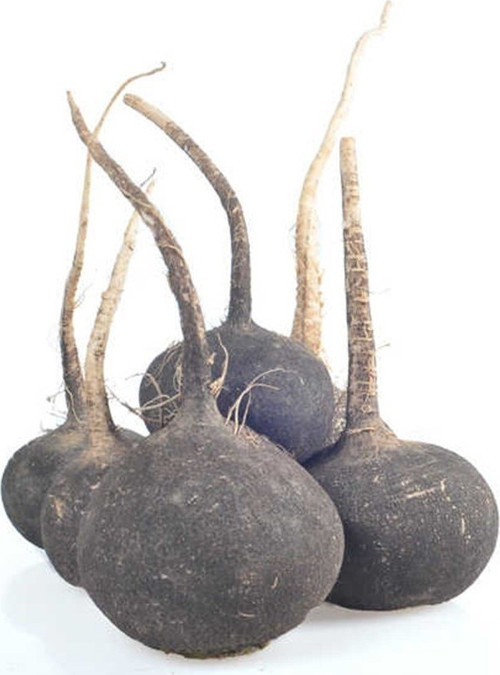 Doğal Black Prince Turp Tohum 30 Tohum