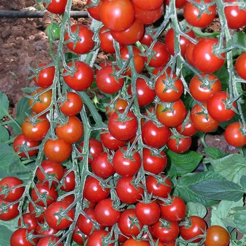 30 Tohum Eko Paket Nadir Ithal Pinpon Domates Tohumu Yeni Sezon